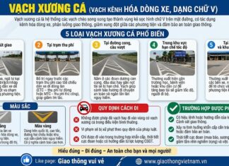 Vạch xương cá là gì? 5 loại vạch xương cá tài xế cần biết và quy định mới nhất